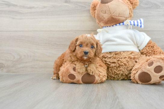 Adorable Cavalier King Charles Spaniel and Poodle Mix Poodle Mix Puppy