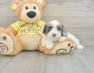 8 week old Cavapoo Puppy For Sale - Florida Fur Babies