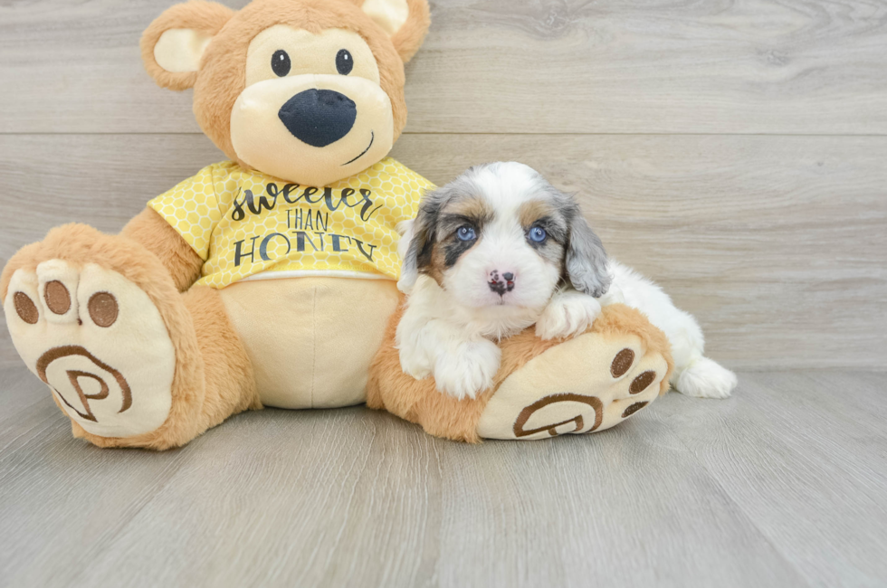 6 week old Cavapoo Puppy For Sale - Florida Fur Babies