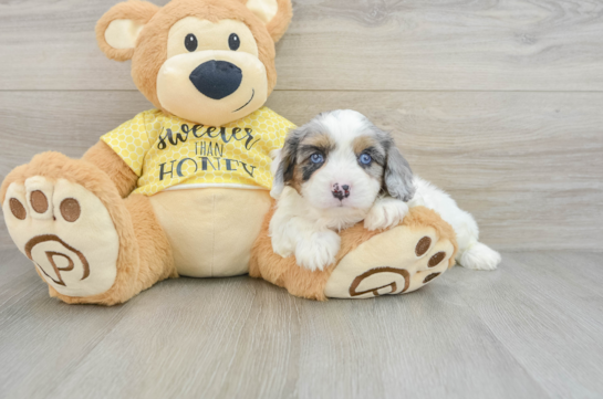 Cavapoo Pup Being Cute