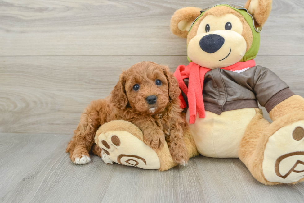 Funny Cavapoo Poodle Mix Pup