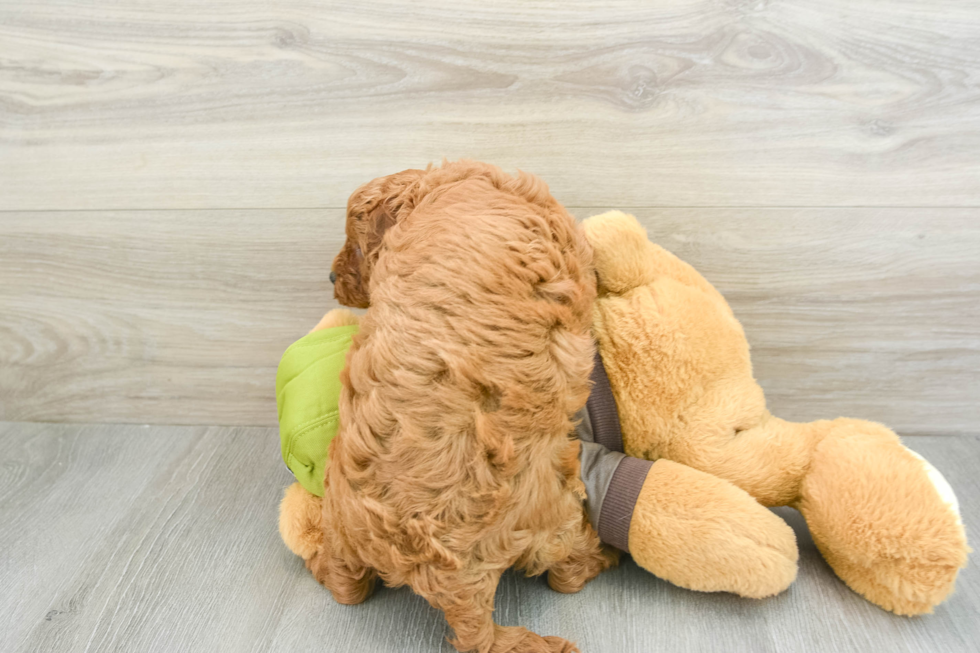 Cavapoo Pup Being Cute