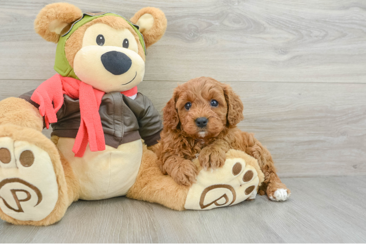 Cavapoo Puppy for Adoption