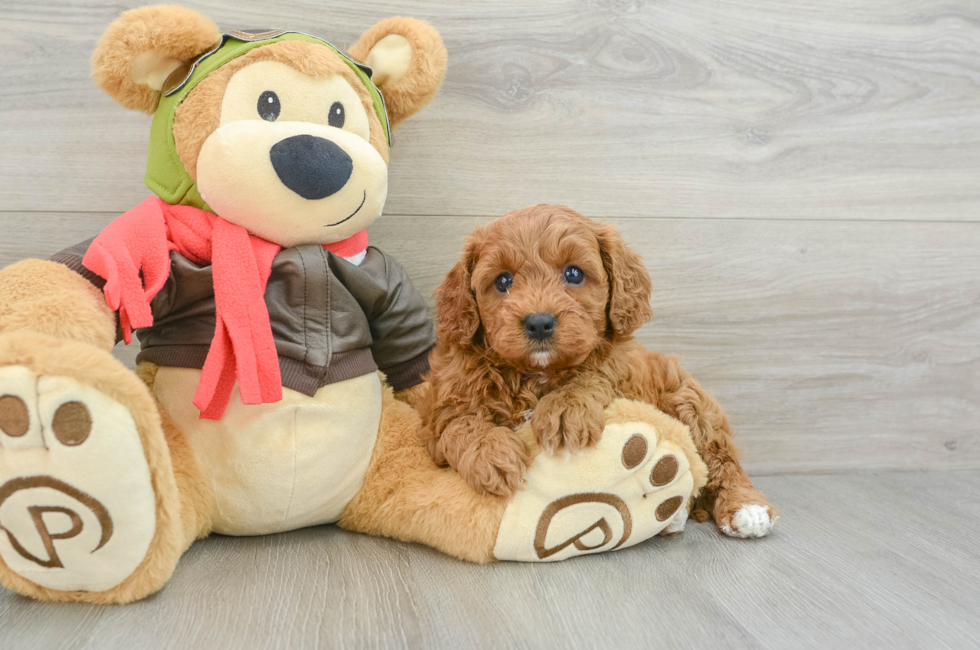 5 week old Cavapoo Puppy For Sale - Florida Fur Babies