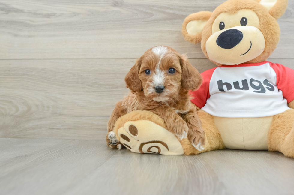 8 week old Cavapoo Puppy For Sale - Florida Fur Babies