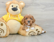 7 week old Cavapoo Puppy For Sale - Florida Fur Babies