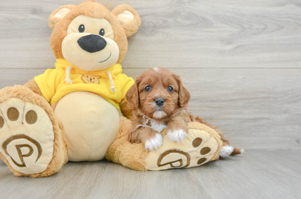 6 week old Cavapoo Puppy For Sale - Florida Fur Babies
