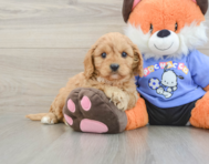 8 week old Cavapoo Puppy For Sale - Florida Fur Babies