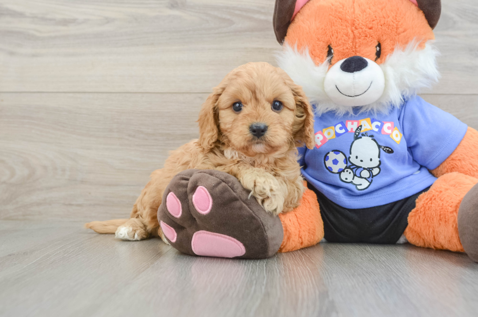 6 week old Cavapoo Puppy For Sale - Florida Fur Babies