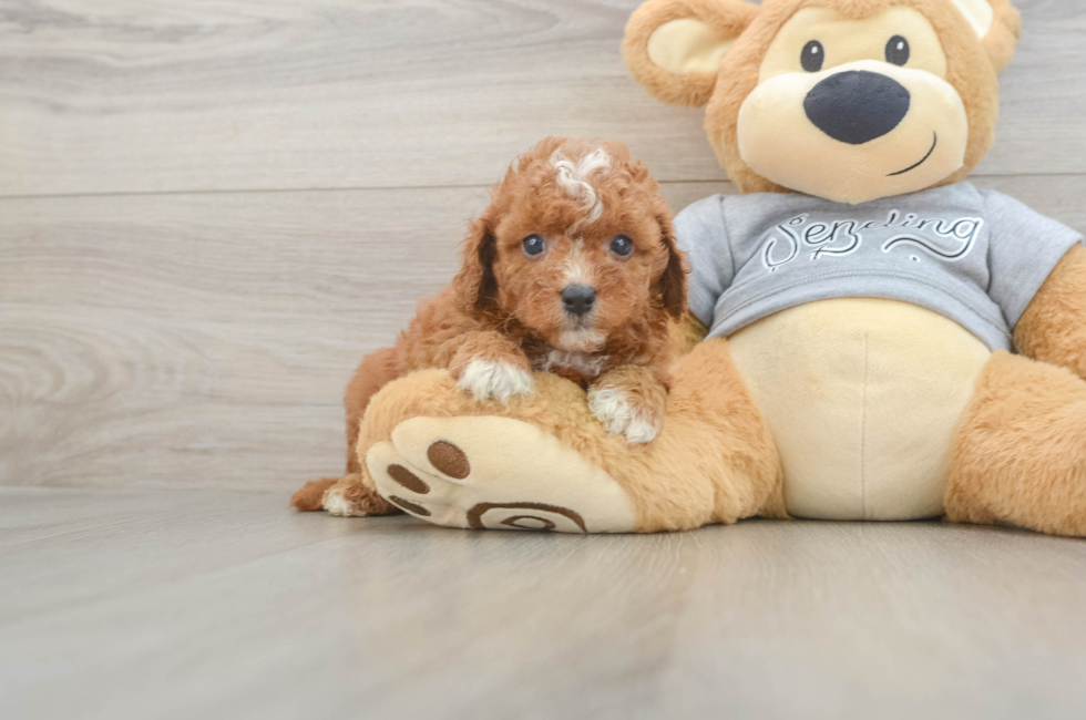 5 week old Cavapoo Puppy For Sale - Florida Fur Babies