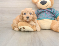 9 week old Cavapoo Puppy For Sale - Florida Fur Babies
