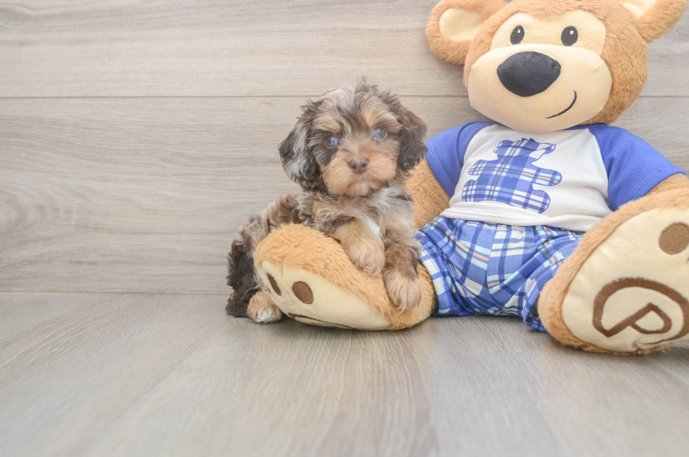 5 week old Cavapoo Puppy For Sale - Florida Fur Babies