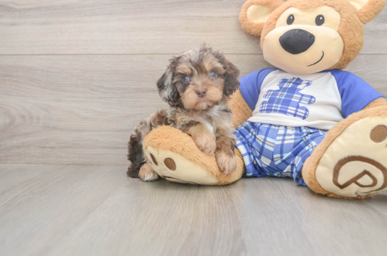 5 week old Cavapoo Puppy For Sale - Florida Fur Babies Happy Cavapoo Baby