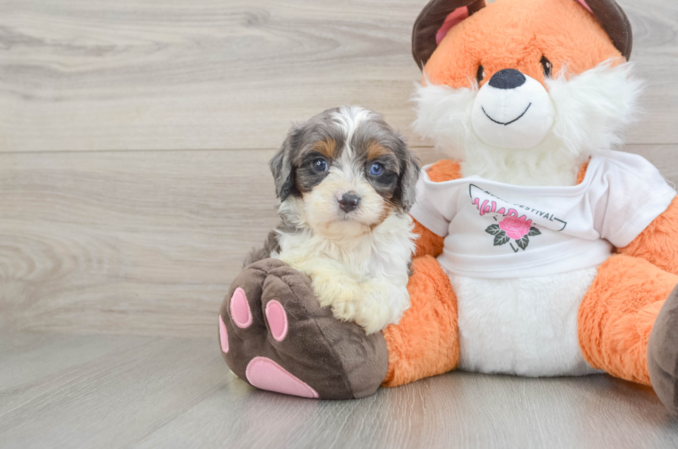 6 week old Cavapoo Puppy For Sale - Florida Fur Babies