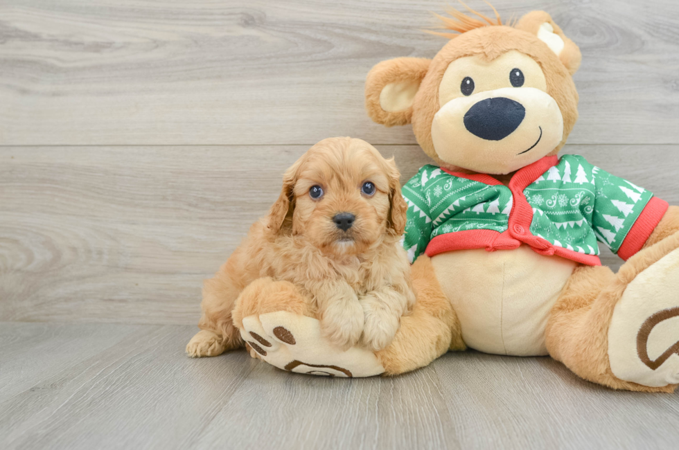 5 week old Cavapoo Puppy For Sale - Florida Fur Babies