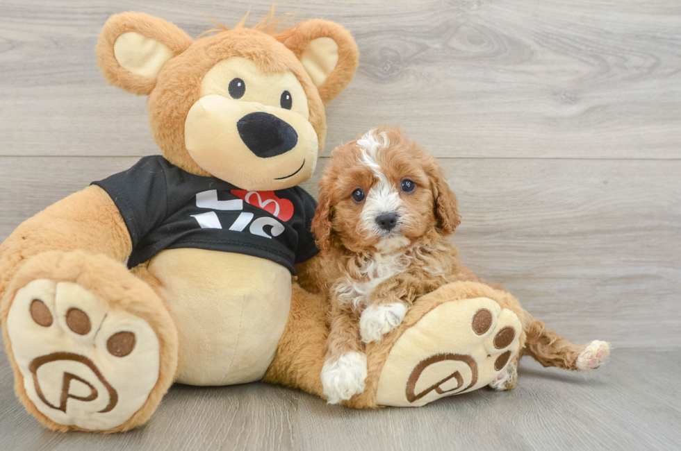 6 week old Cavapoo Puppy For Sale - Florida Fur Babies