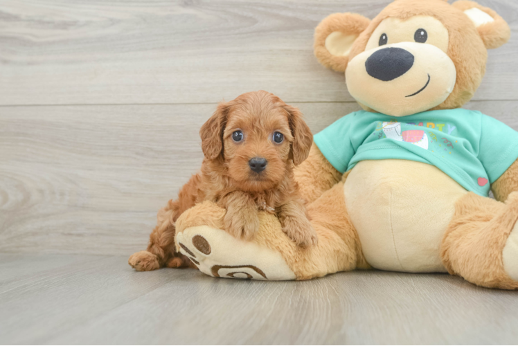 Hypoallergenic Cavadoodle Poodle Mix Puppy