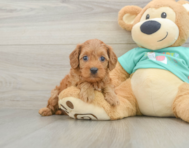 8 week old Cavapoo Puppy For Sale - Florida Fur Babies