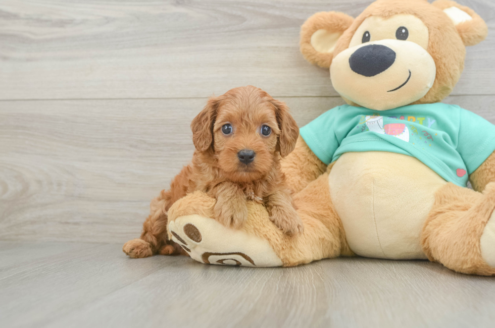 6 week old Cavapoo Puppy For Sale - Florida Fur Babies