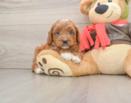 7 week old Cavapoo Puppy For Sale - Florida Fur Babies