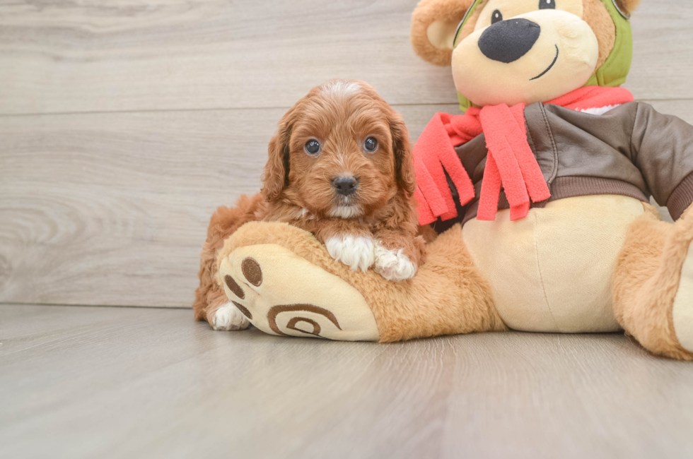 5 week old Cavapoo Puppy For Sale - Florida Fur Babies