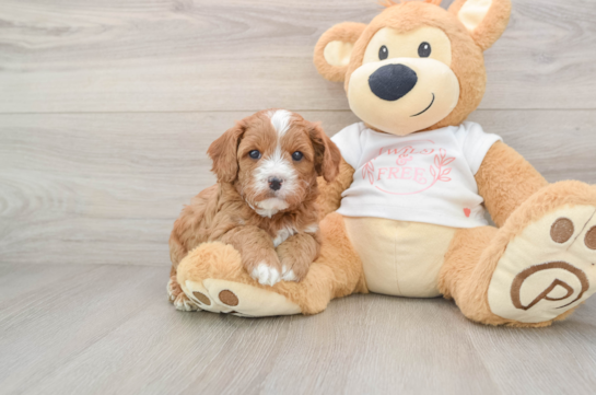 Best Cavapoo Baby