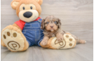 Best Cavapoo Baby