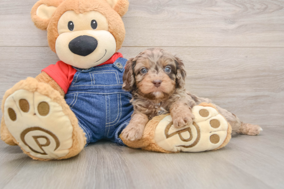 Best Cavapoo Baby