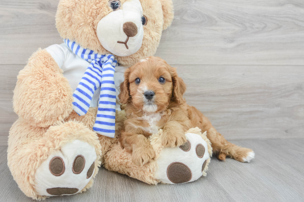 6 week old Cavapoo Puppy For Sale - Florida Fur Babies