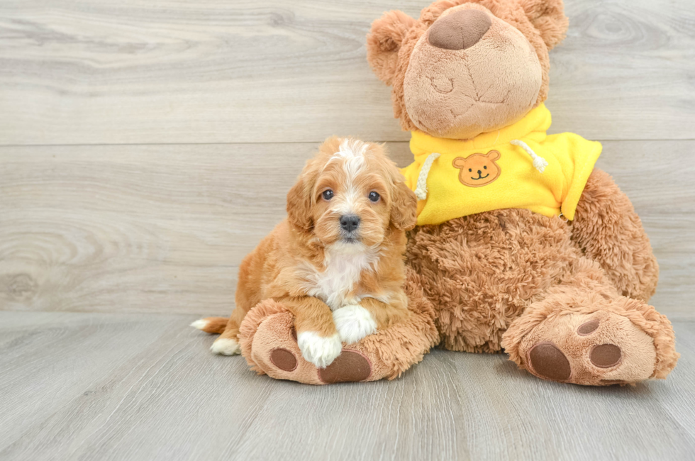 5 week old Cavapoo Puppy For Sale - Florida Fur Babies