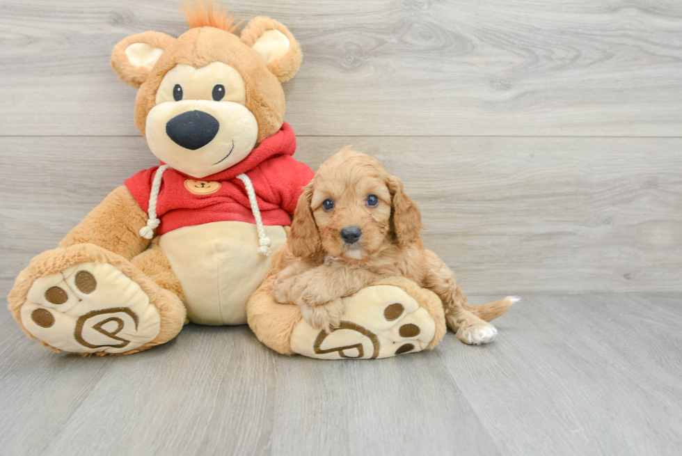 Little Cavipoo Poodle Mix Puppy