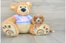 Cavapoo Puppy for Adoption