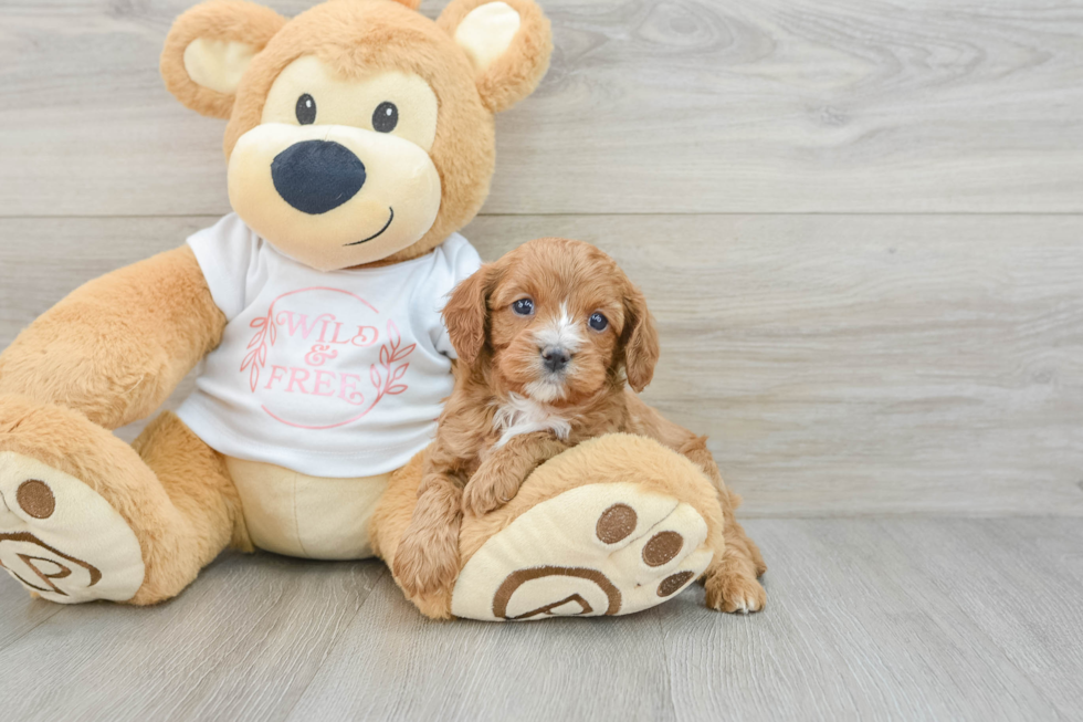 Adorable Cavalier King Charles Spaniel and Poodle Mix Poodle Mix Puppy