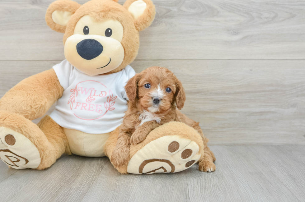 5 week old Cavapoo Puppy For Sale - Florida Fur Babies