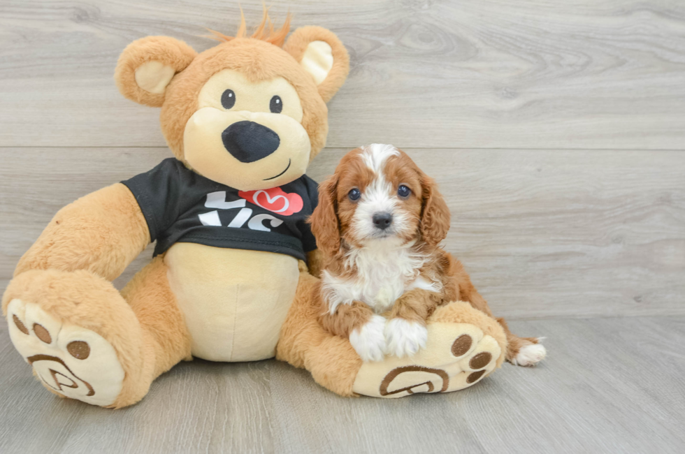 6 week old Cavapoo Puppy For Sale - Florida Fur Babies