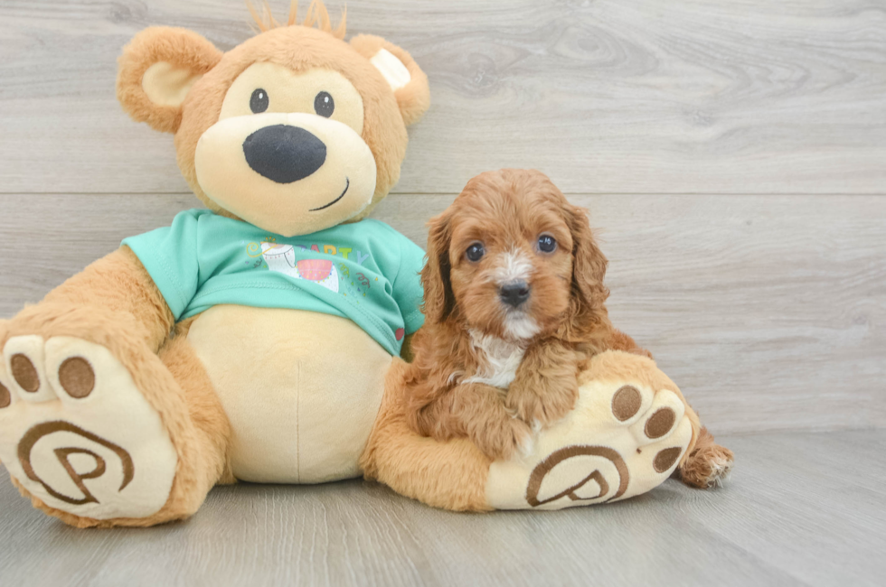 6 week old Cavapoo Puppy For Sale - Florida Fur Babies