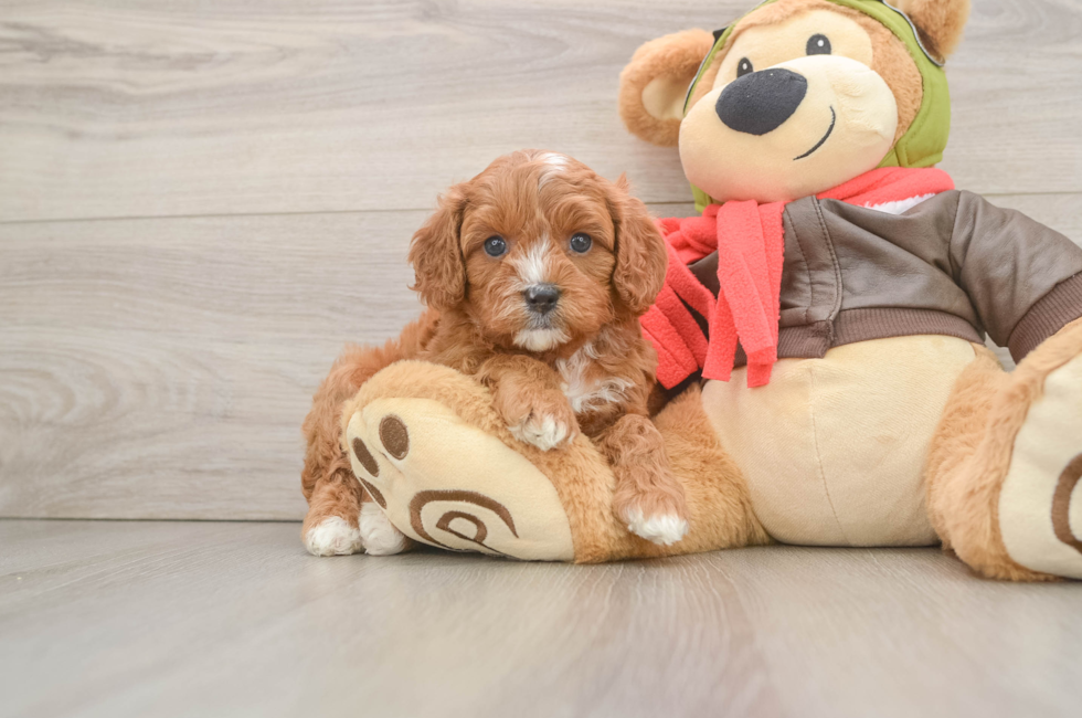 5 week old Cavapoo Puppy For Sale - Florida Fur Babies