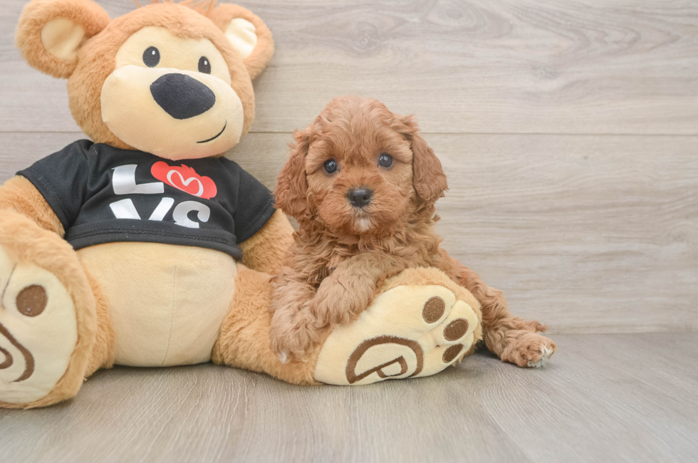 5 week old Cavapoo Puppy For Sale - Florida Fur Babies