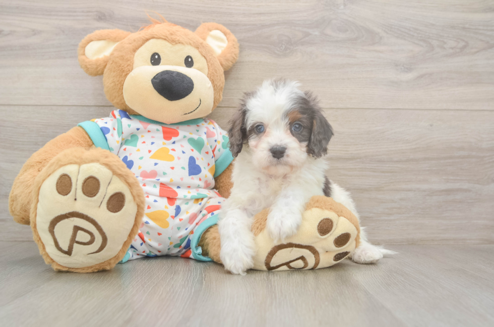 5 week old Cavapoo Puppy For Sale - Florida Fur Babies