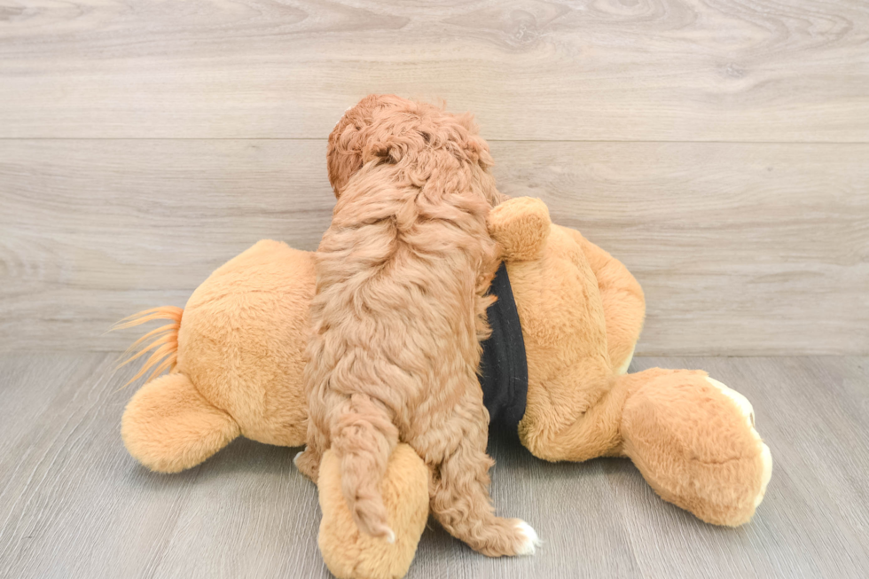 Cavapoo Pup Being Cute