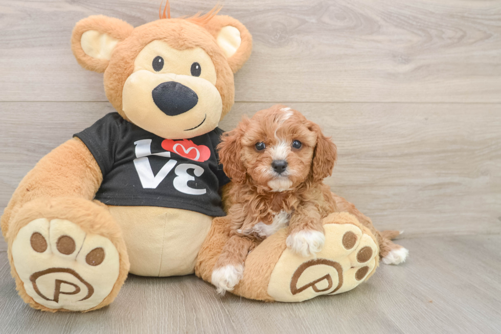 Cavapoo Pup Being Cute