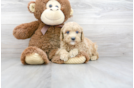 Meet Happy - our Cavapoo Puppy Photo 1/3 - Florida Fur Babies