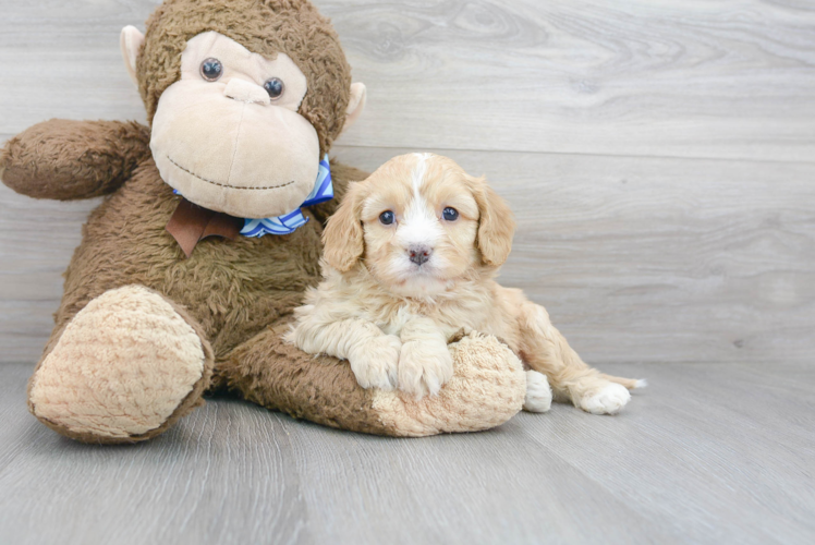 cavapoo stuffed animal