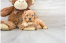 Meet Happy - our Cavapoo Puppy Photo 1/2 - Florida Fur Babies