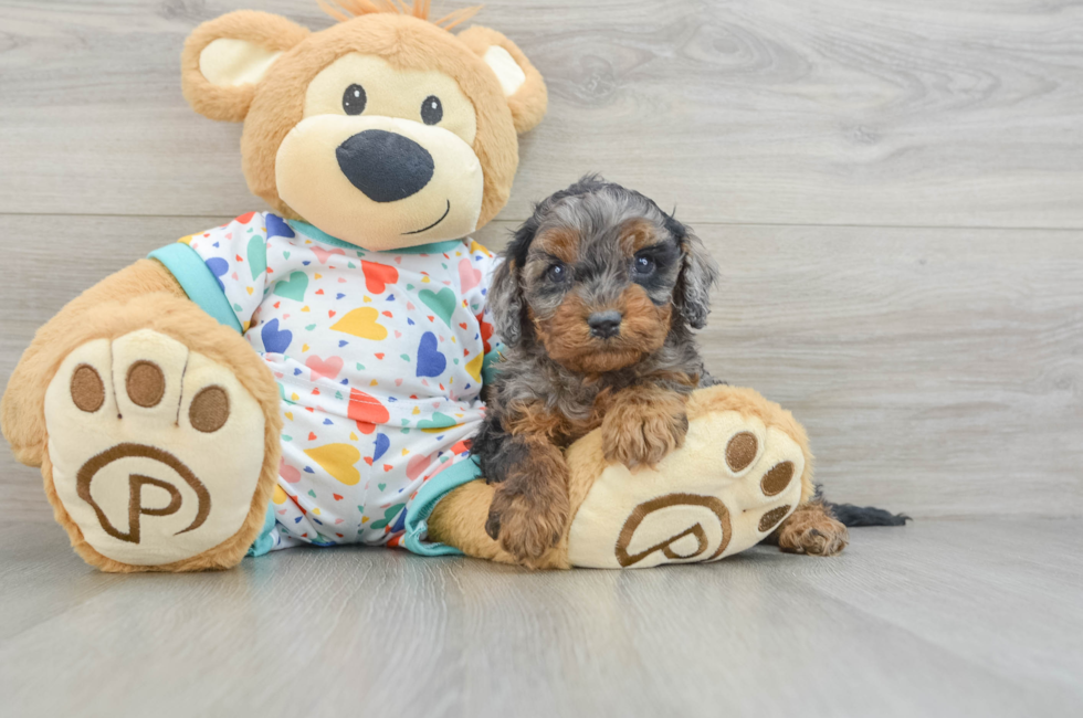 7 week old Cavapoo Puppy For Sale - Florida Fur Babies