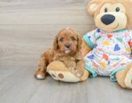 8 week old Cavapoo Puppy For Sale - Florida Fur Babies
