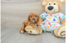 Best Cavapoo Baby