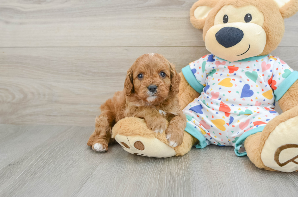 5 week old Cavapoo Puppy For Sale - Florida Fur Babies