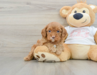8 week old Cavapoo Puppy For Sale - Florida Fur Babies