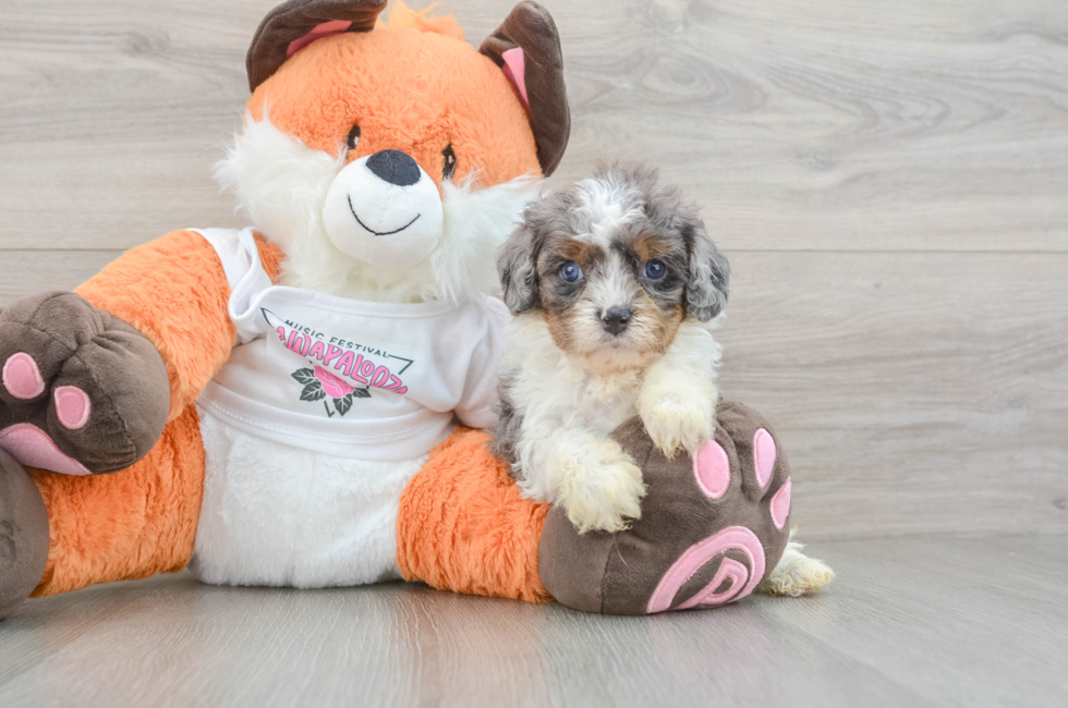 6 week old Cavapoo Puppy For Sale - Florida Fur Babies